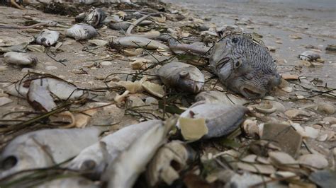 Dead fish carpet beaches at Pacific coast town in north Mexico as experts blame toxic algae bloom